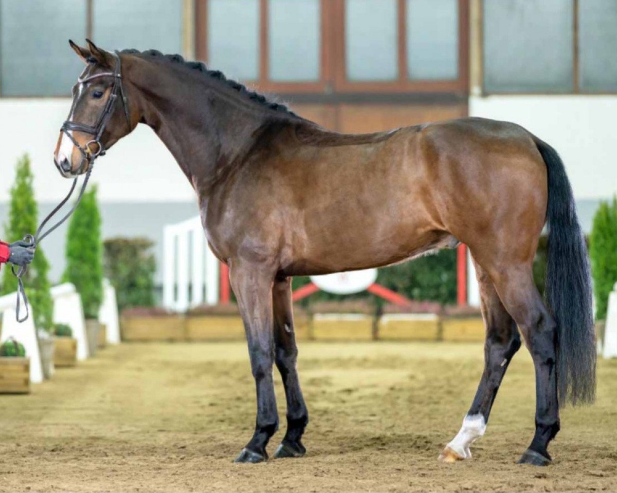 horse Just Dance C (Oldenburg, 2019, from Jovian)