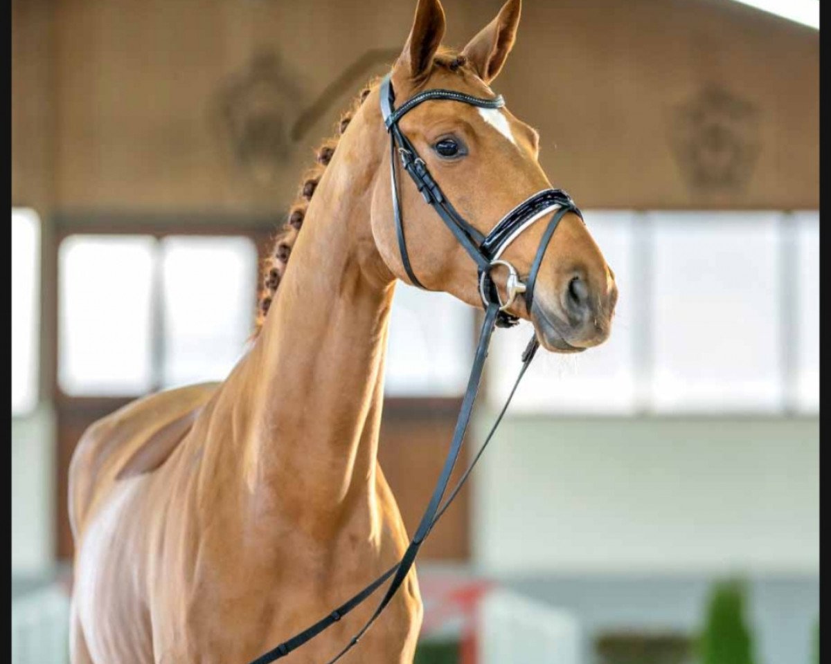 horse Madeira (Westphalian, 2019, from Maracana)