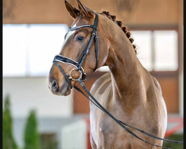 horse Best wedding ever (Westphalian, 2019, from Belissimo NRW)