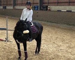 horse Jessica d'Auteuil (Selle Français, 2007)