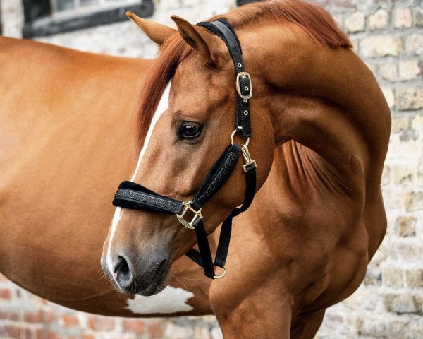 dressage horse In my mind 6 (KWPN (Royal Dutch Sporthorse), 2019, from In Style)