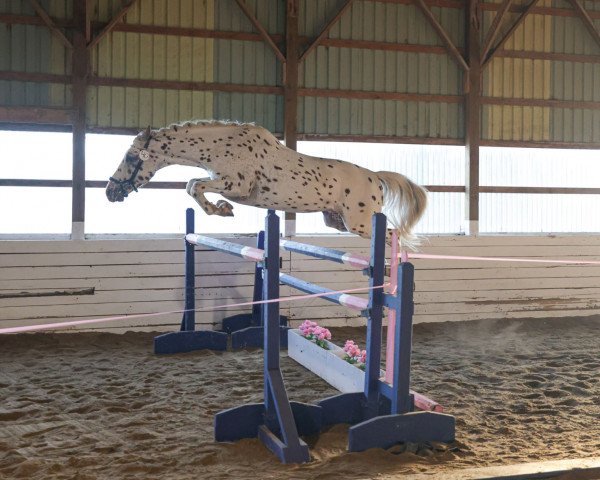 stallion Pyxis av Drommarna (Knabstrupper, 2014, from Pegasus vom Niehaus-Hof)
