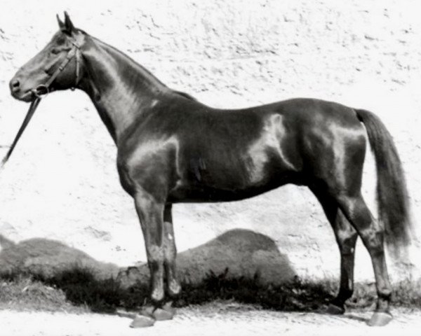 stallion Hansakapitän (Trakehner, 1941, from Bussard 3425)