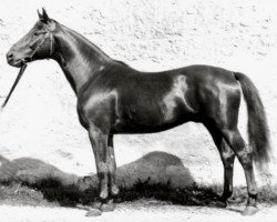 stallion Hansakapitän (Trakehner, 1941, from Bussard 3425)