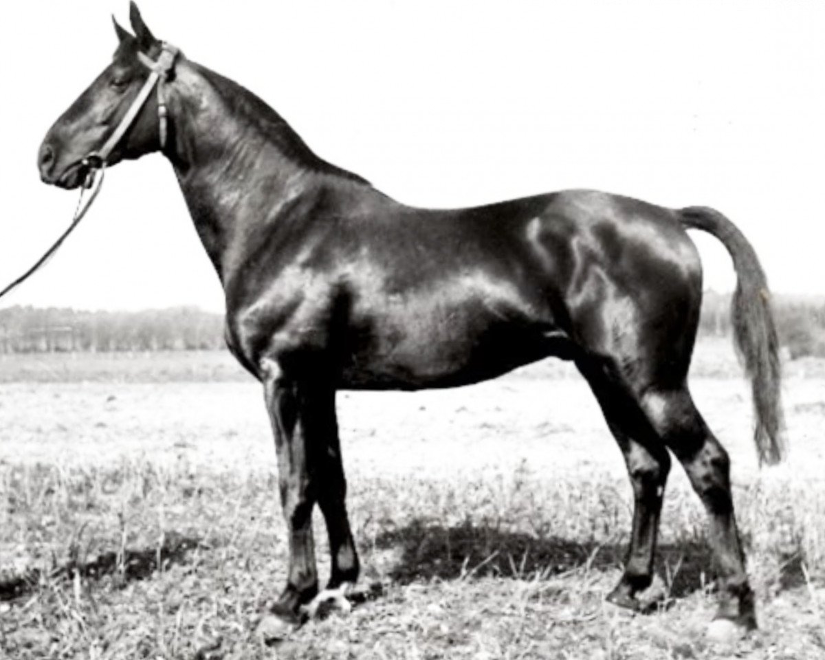 stallion Sporn 4266 (Trakehner, 1936, from Pythagoras)