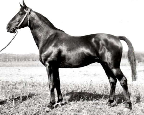 stallion Sporn 4266 (Trakehner, 1936, from Pythagoras)