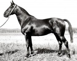stallion Sporn 4266 (Trakehner, 1936, from Pythagoras)