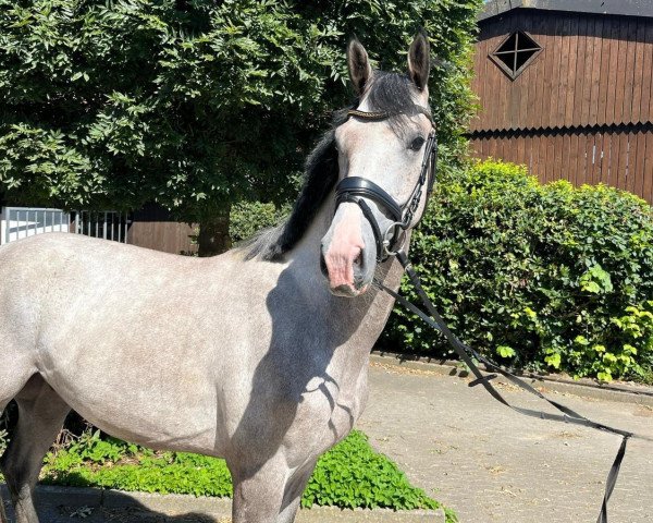 horse Calitu (Westphalian, 2020, from Cascavelle NT)