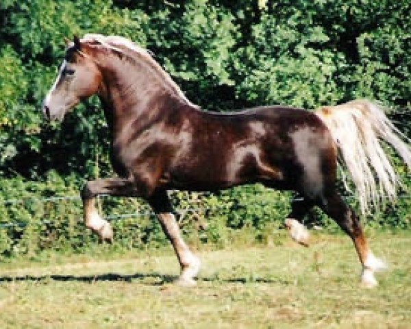 stallion Parc Welsh Dragon (Welsh-Cob (Sek. D), 1992, from Parc Welsh Flyer)