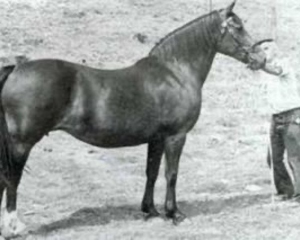 Zuchtstute Parc Rachel (Welsh-Cob (Sek. D), 1966, von Cahn Dafydd)