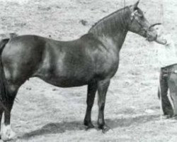 broodmare Parc Rachel (Welsh-Cob (Sek. D), 1966, from Cahn Dafydd)