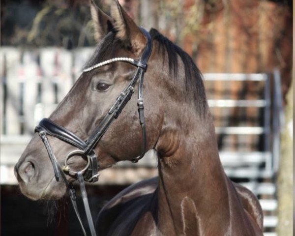 broodmare Pbm A Lovely Girl (German Sport Horse, 2016, from Astrix)