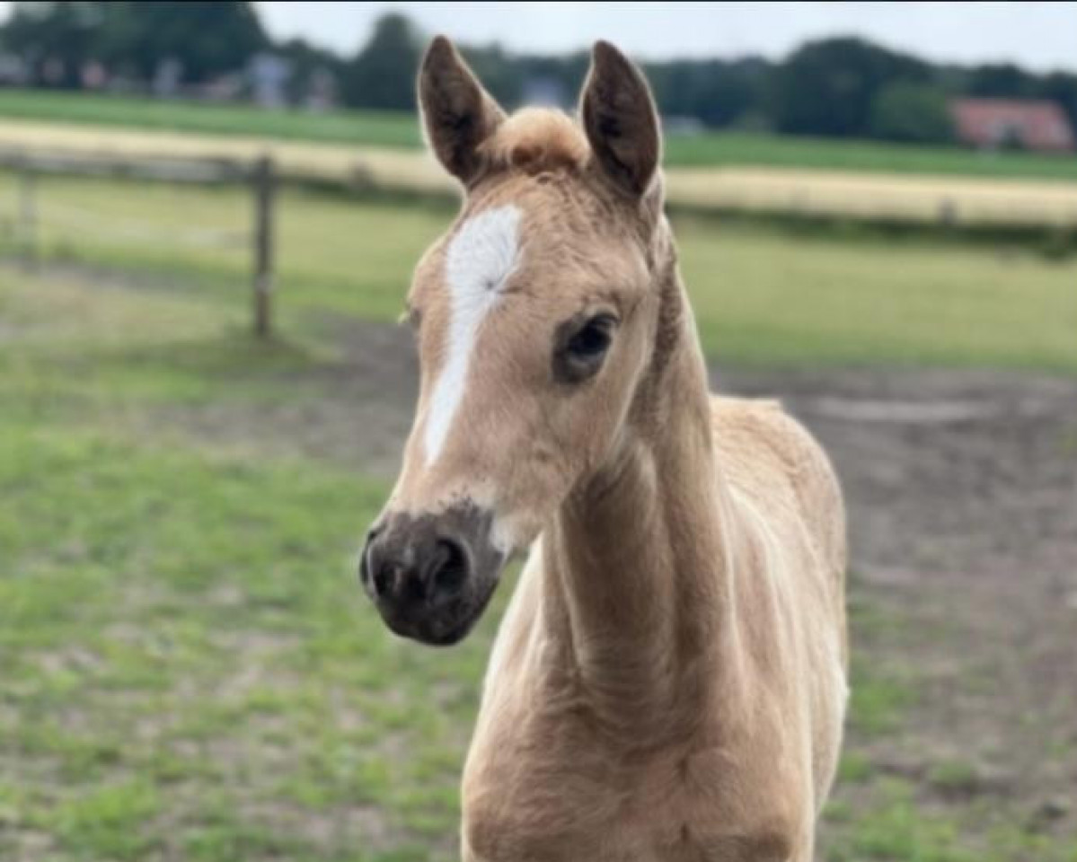 horse Fearless Fae NOW (Oldenburg, 2022, from Qaside Md)