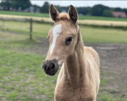 Pferd Fearless Fae NOW (Oldenburger, 2022, von Qaside Md)