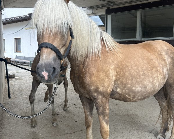 broodmare Filippa (Haflinger, 2012, from Nordtirol)