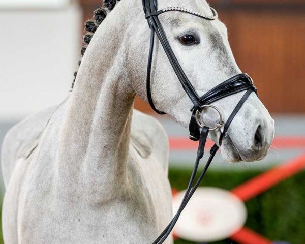 broodmare Lady Hamilton (Westphalian, 2018, from Lancer III)