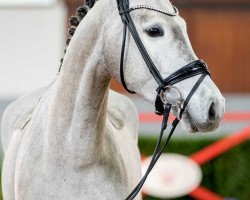 broodmare Lady Hamilton (Westphalian, 2018, from Lancer III)