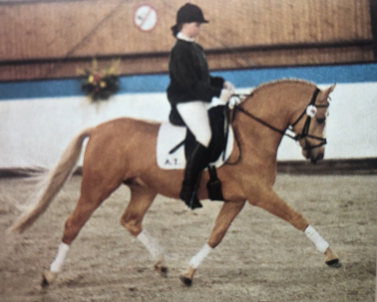 Dressurpferd Desert A.T. (Deutsches Reitpony, 1993, von Derano Gold)
