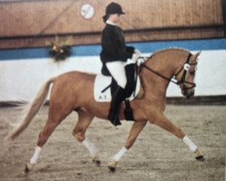 Dressurpferd Desert A.T. (Deutsches Reitpony, 1993, von Derano Gold)