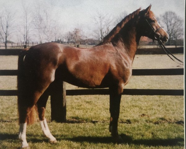 dressage horse Donaldinhio (German Riding Pony, 2000, from FS Don't Worry)