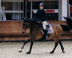 jumper Baliboy 2 (Holsteiner, 2005, from Quinar)