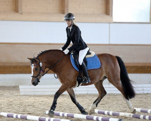 horse Leonards Brey (unknown, 2010)