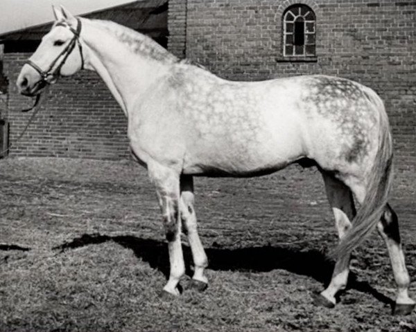Deckhengst Lateran (Trakehner, 1942, von Helikon 4111)