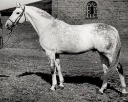 stallion Lateran (Trakehner, 1942, from Helikon 4111)
