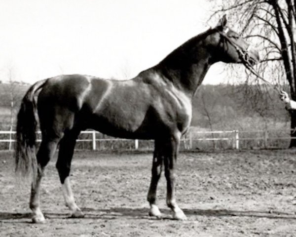 stallion Carajan (Trakehner, 1956, from Herbstwind) stallion Carajan (Trakehner, 1956, from Herbstwind)