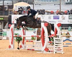 jumper Beauty Balou (Württemberger, 2012, from Balou du Rouet)
