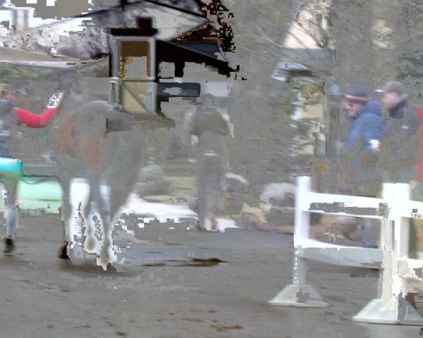 AWÖ Hengsttage 2024
