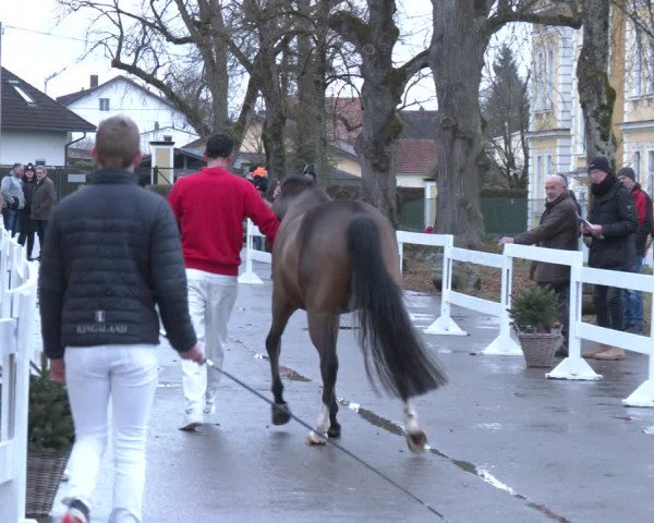 AWÖ Hengsttage 2024