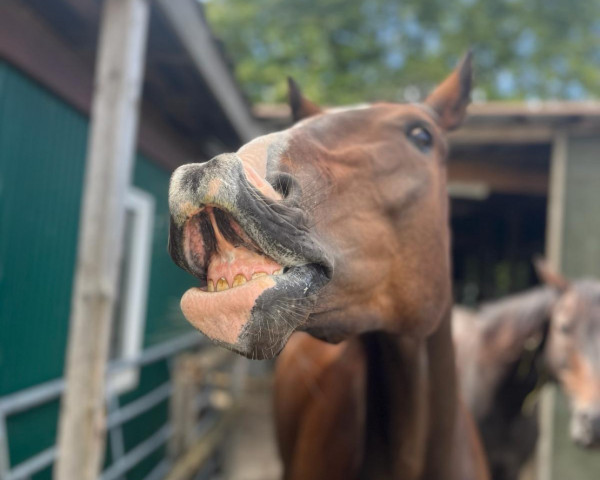 Pferd Topper Harley (Hannoveraner, 2015, von Graf Top)