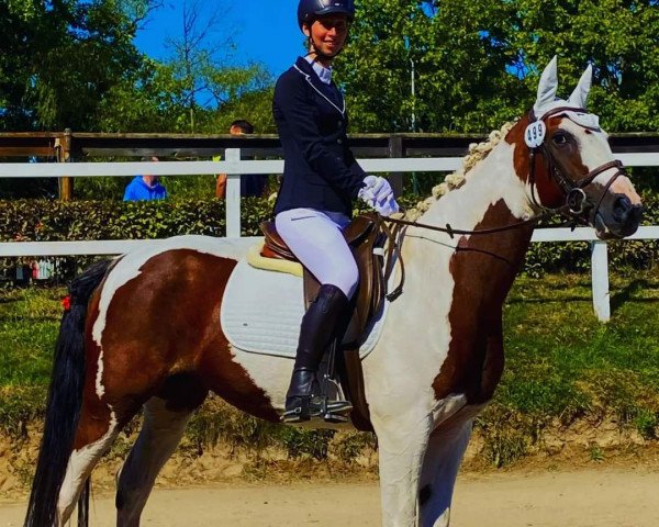 dressage horse Smart Rhiannon (unknown, 2008, from Shezir)