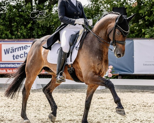 dressage horse Home Office (Hanoverian, 2012, from Hochadel)