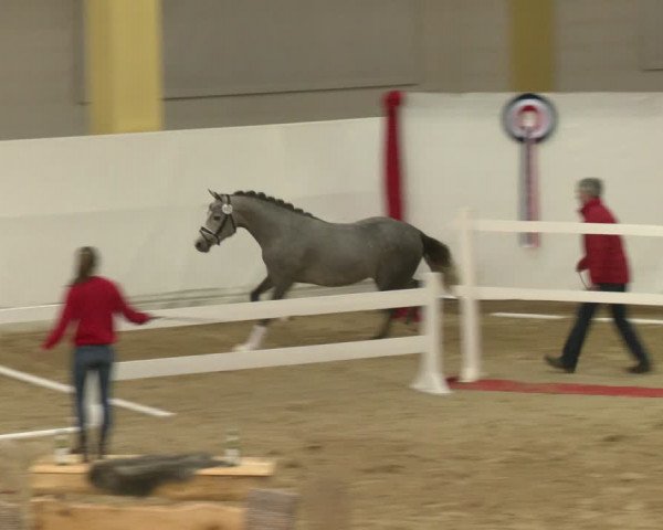 AWÖ Hengsttage 2024