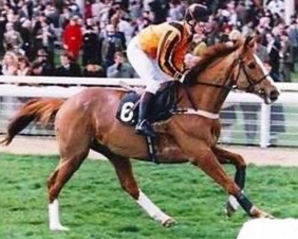 horse Wonder Man xx (Thoroughbred, 1985, from The Wonder xx)