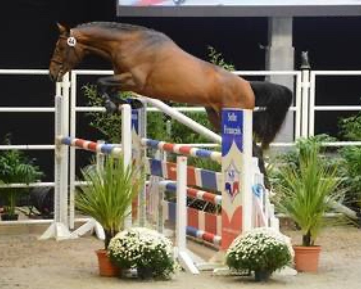 stallion Vanhouten Courcelle (Selle Français, 2009, from Apache d'Adriers)