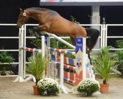 stallion Vanhouten Courcelle (Selle Français, 2009, from Apache d'Adriers)