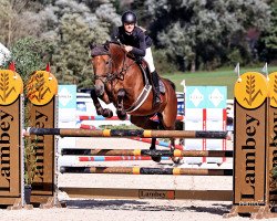 jumper Emmylou (Swiss Warmblood, 2013, from Epsom Gesmeray)