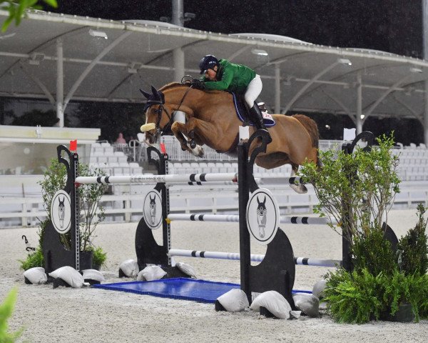 Springpferd Scoop de Septon Z (Zangersheide Reitpferd, 2014, von Hunters Scendro)