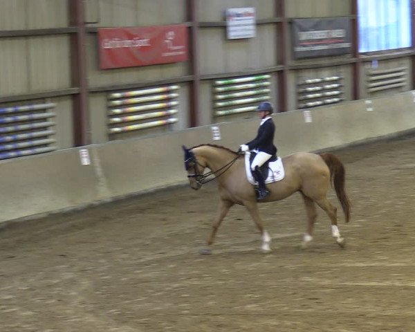 Reitturnier Springe 2024