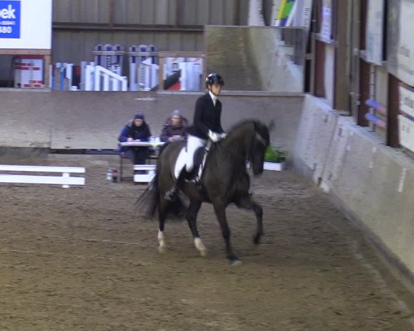Reitturnier Springe 2024