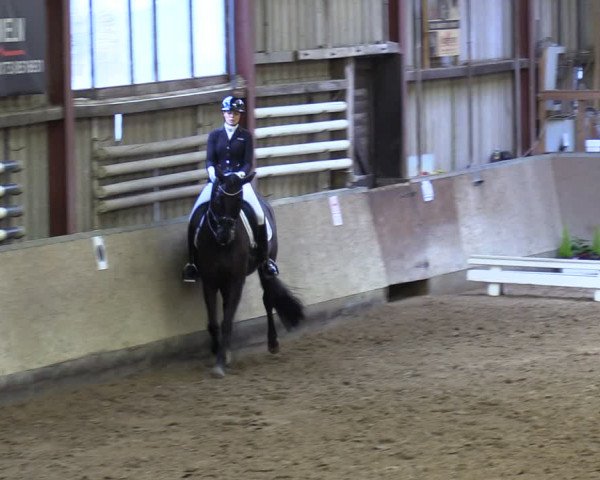 Reitturnier Springe 2024