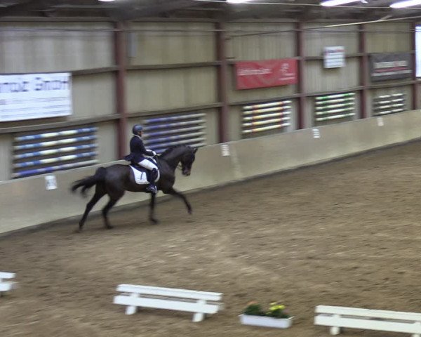 Reitturnier Springe 2024