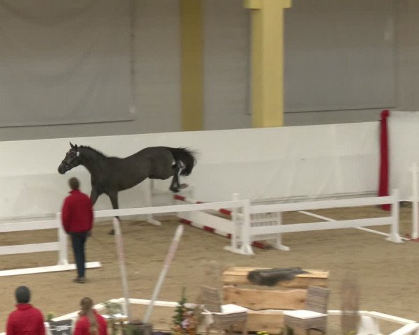 AWÖ Hengsttage 2024