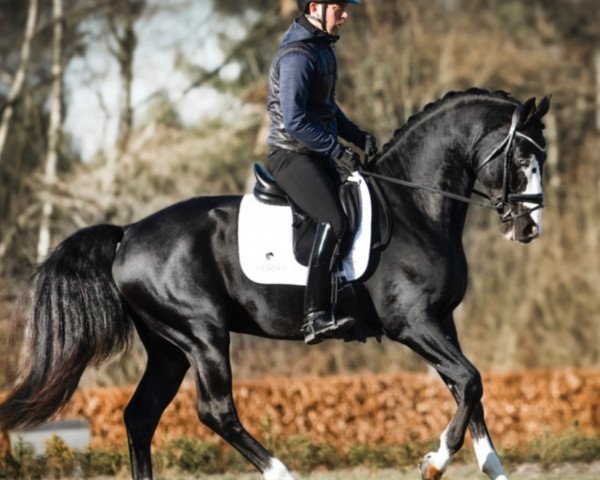 Deckhengst Oneofakind OM (Schwedisches Warmblut, 2018, von Total Hope OLD)