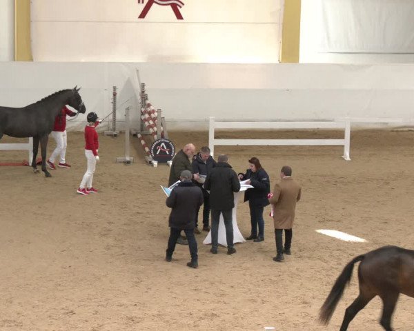 AWÖ Hengsttage 2024