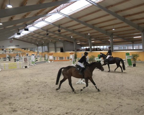 Reitturnier Münster-Amelsbüren 2024