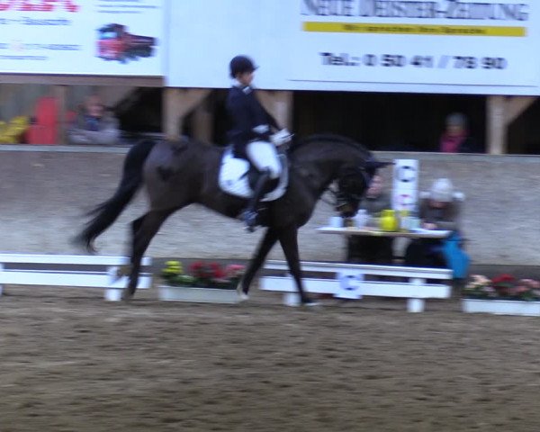 Reitturnier Springe 2024